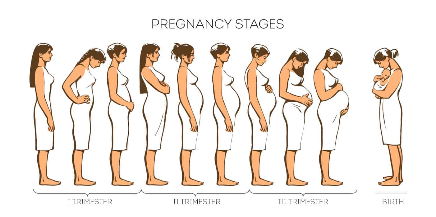 Stages Of Pregnancy Diagram